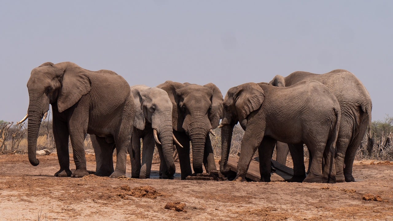 elephant herd animals trunk safari 8359382